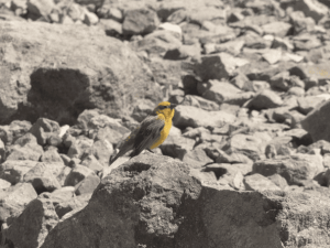 Ave Chirique dorado en Parque Natural Embalse del Yeso