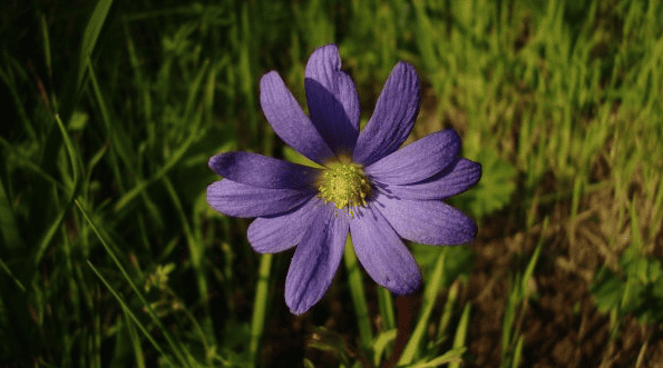 Flora de Parque Cordillera